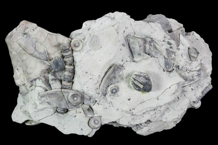 Fossil Crinoid and Brachiopod Plate - Indiana #106300